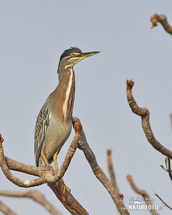 Volavka proměnlivá (Butorides striata)