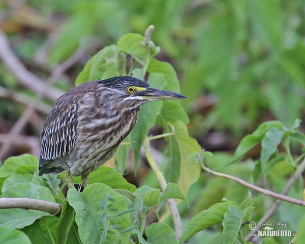 Volavka proměnlivá (Butorides striata)