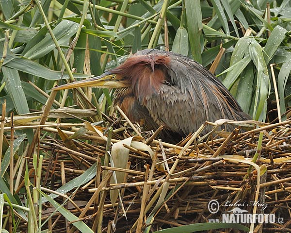 Volavka purpurová (Ardea purpurea)