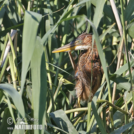 Volavka purpurová (Ardea purpurea)