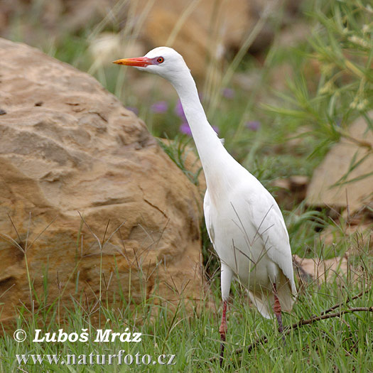 Volavka rusovlasá (Bubulcus ibis)
