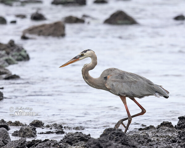 Volavka statná (Ardea herodias)