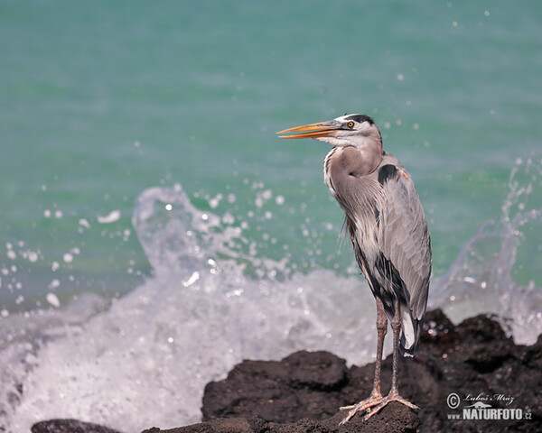 Volavka statná (Ardea herodias)