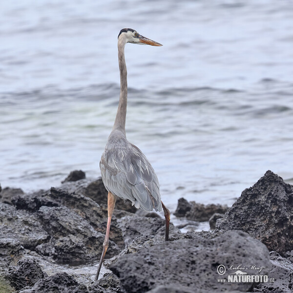 Volavka statná (Ardea herodias)