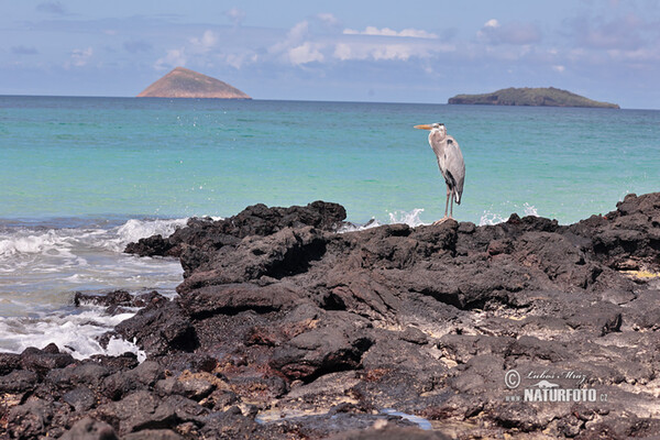 Volavka statná (Ardea herodias)