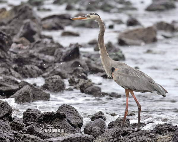 Volavka statná (Ardea herodias)