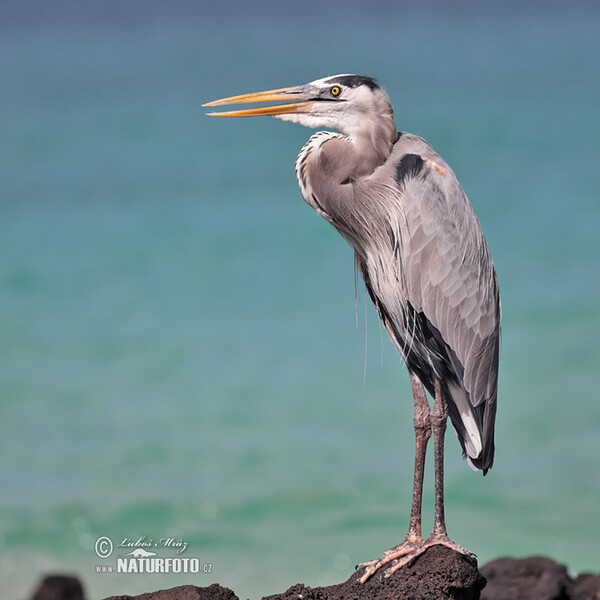 Volavka statná (Ardea herodias)