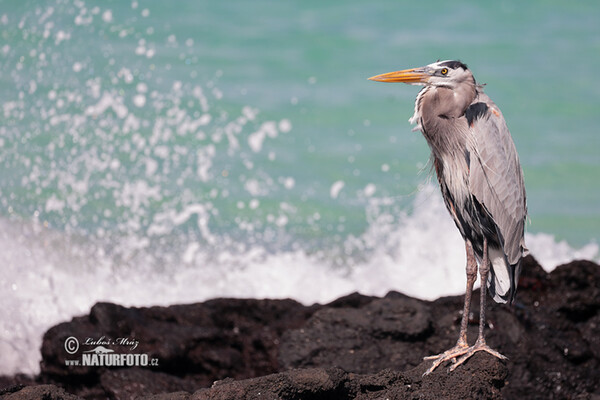 Volavka statná (Ardea herodias)