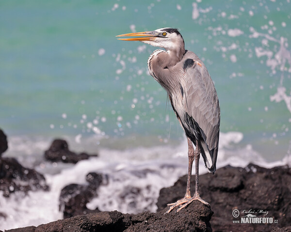 Volavka statná (Ardea herodias)