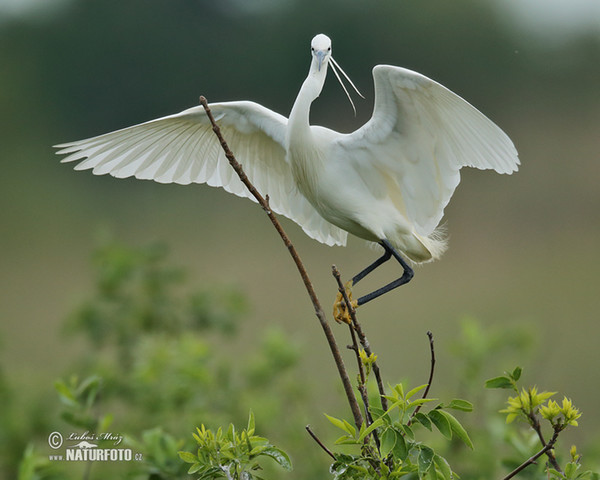 Volavka stříbřitá (Egretta garzetta)