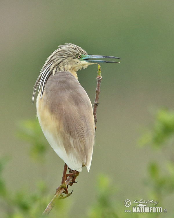 Volavka vlasatá (Ardeola ralloides)