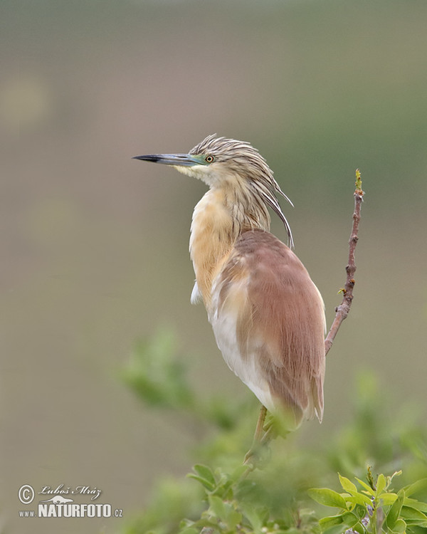 Volavka vlasatá (Ardeola ralloides)