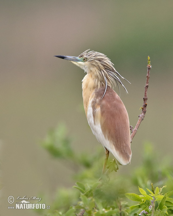 Volavka vlasatá (Ardeola ralloides)