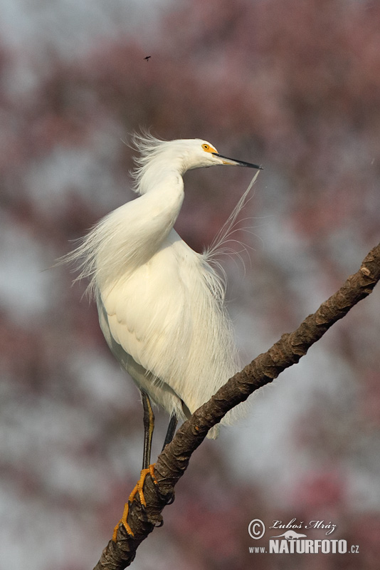 Volavka žltoprstá (Egretta thula)