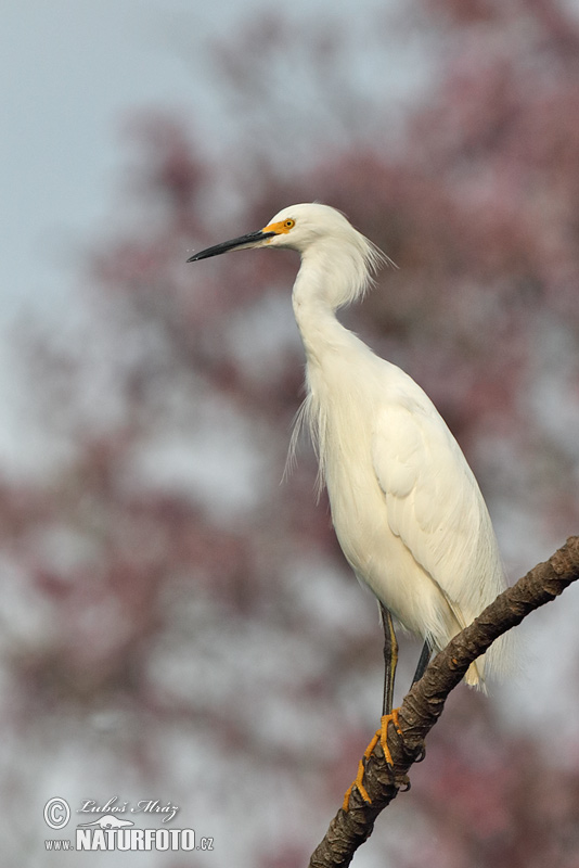 Volavka žltoprstá (Egretta thula)