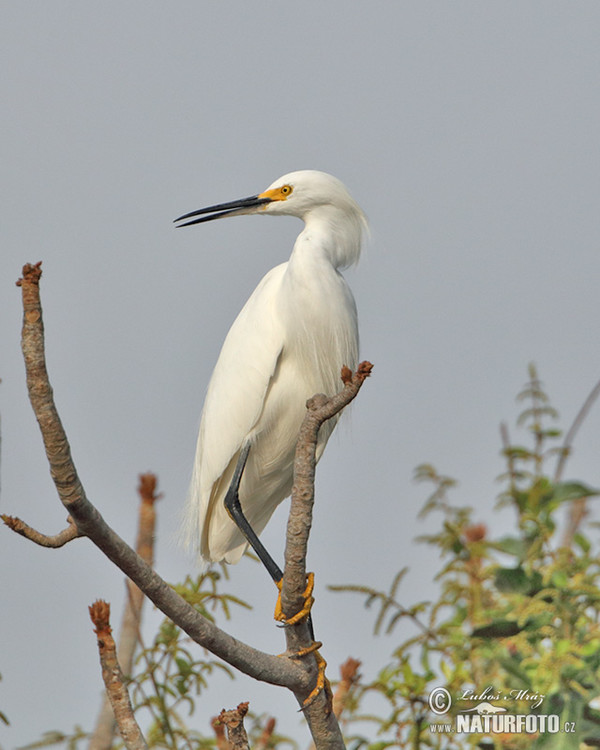 Volavka žltoprstá (Egretta thula)