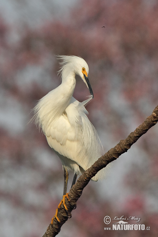 Volavka žltoprstá (Egretta thula)