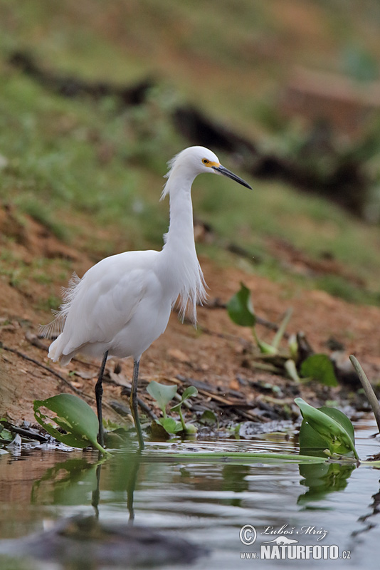 Volavka žltoprstá (Egretta thula)