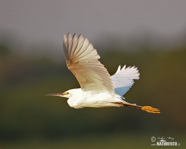 Volavka žltoprstá (Egretta thula)