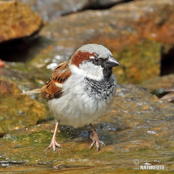 Vrabec domácí (Passer domesticus)