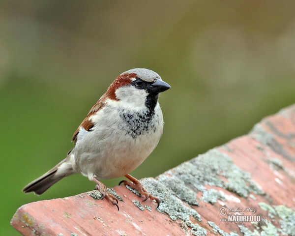 Vrabec domácí (Passer domesticus)