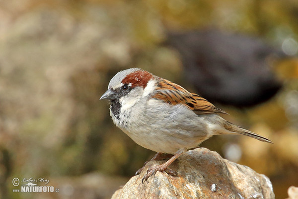 Vrabec domácí (Passer domesticus)