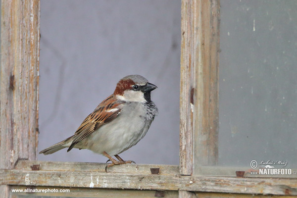 Vrabec domácí (Passer domesticus)