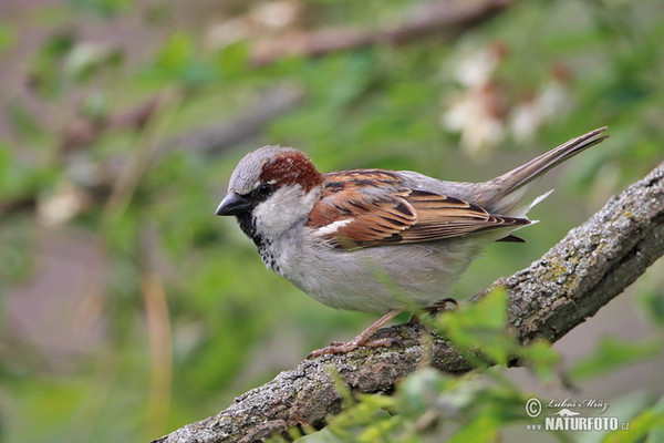 Vrabec domácí (Passer domesticus)