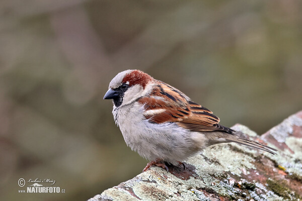 Vrabec domácí (Passer domesticus)