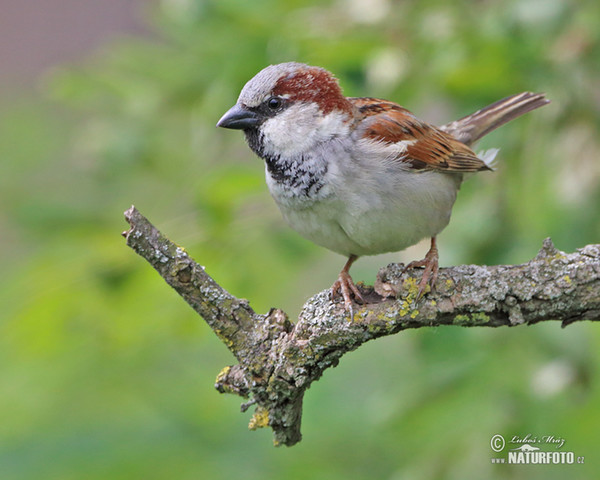 Vrabec domácí (Passer domesticus)