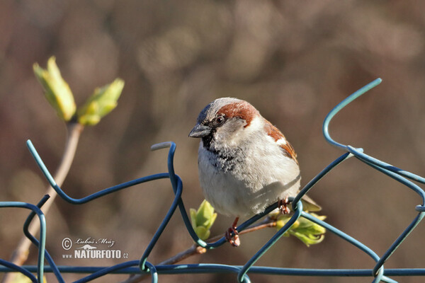 Vrabec domácí (Passer domesticus)