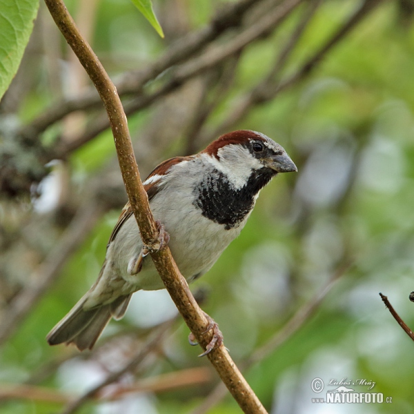 Vrabec domový (Passer domesticus)