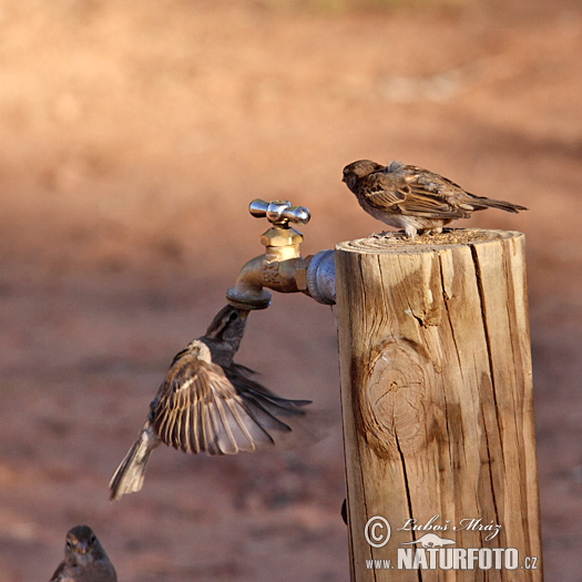 Vrabec domový (Passer domesticus)