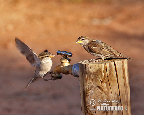 Vrabec domový (Passer domesticus)