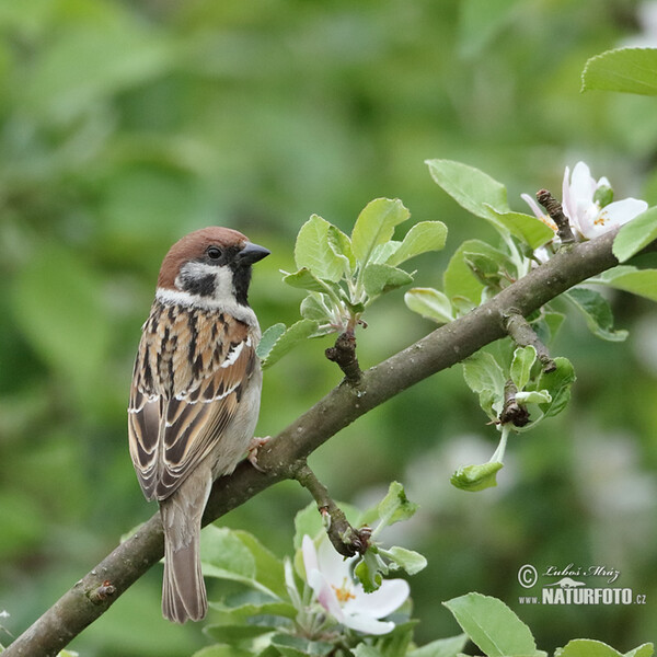 Vrabec polní (Passer montanus)