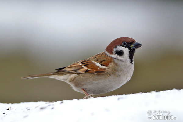 Vrabec polní (Passer montanus)