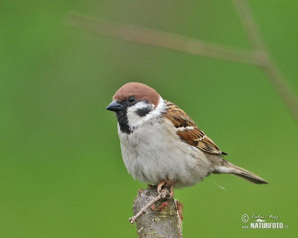 Vrabec polní (Passer montanus)