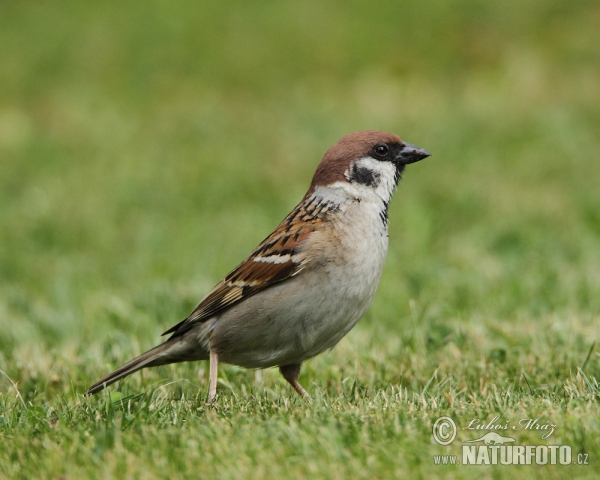 Vrabec polní (Passer montanus)