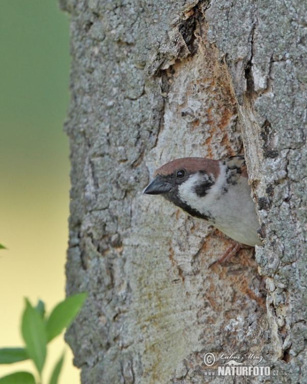 Vrabec polní (Passer montanus)