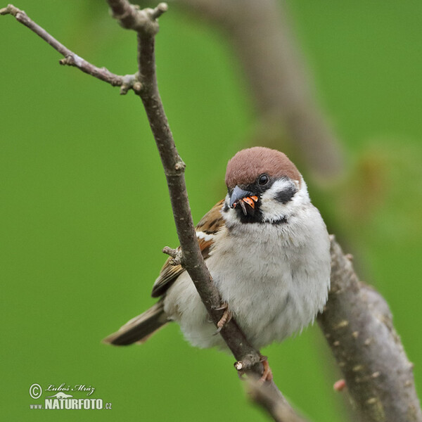 Vrabec poľný (Passer montanus)