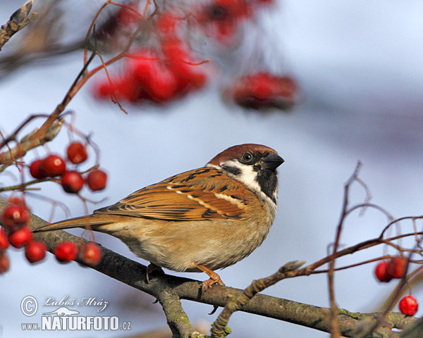 Vrabec poľný (Passer montanus)