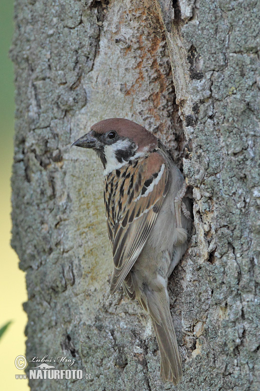 Vrabec poľný (Passer montanus)