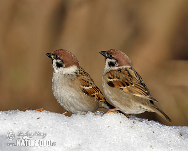 Vrabec poľný (Passer montanus)