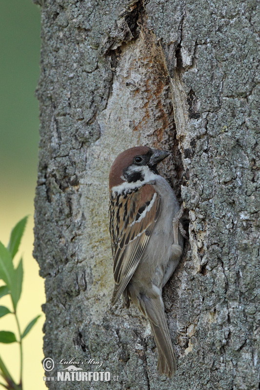 Vrabec poľný (Passer montanus)