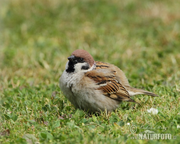 Vrabec poľný (Passer montanus)