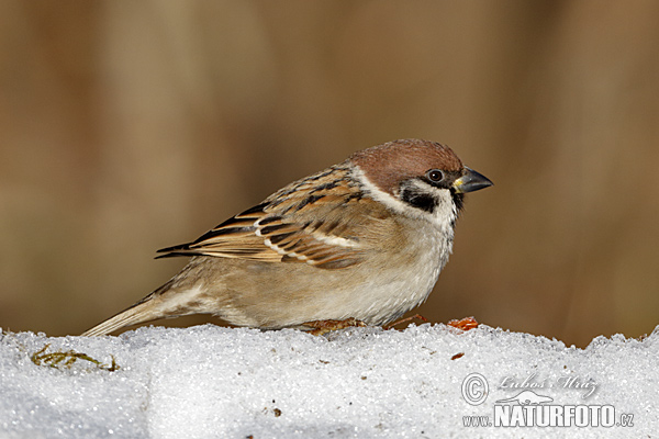 Vrabec poľný (Passer montanus)