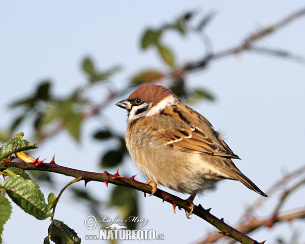 Vrabec poľný (Passer montanus)