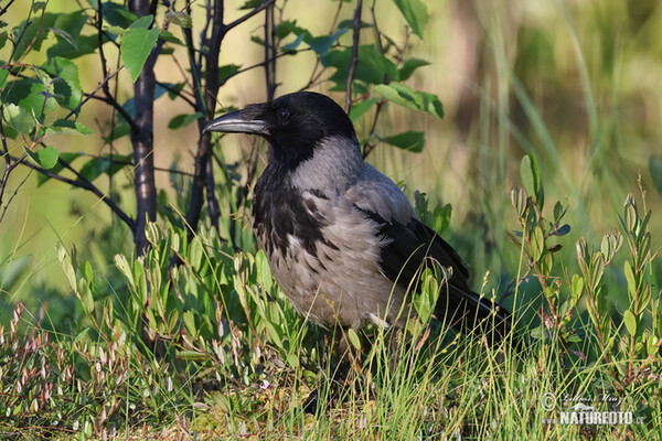 Vrána obyčajná (Corvus cornix)