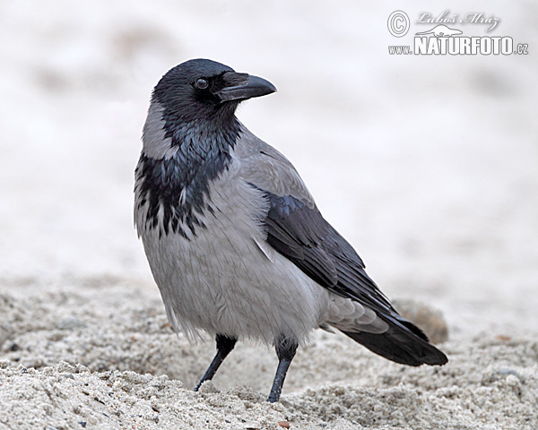 Vrána obyčajná (Corvus cornix)