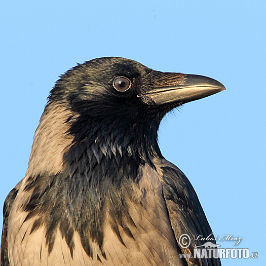 Vrána obyčajná (Corvus cornix)